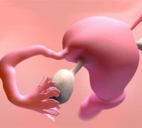 Первые дни зачатия ребенка – признаки Как происходит зачатие ребенка по