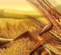 Виды пшеницы и их значение Как вырастить пшеницу в домашних условиях