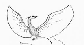 Как нарисовать жар-птицу карандашом поэтапно